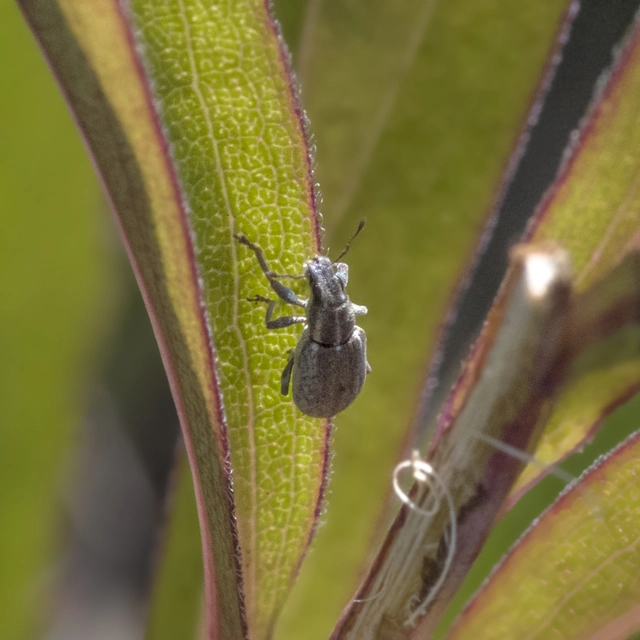 Sitona humeralis - lucerna-csipkézőbogár