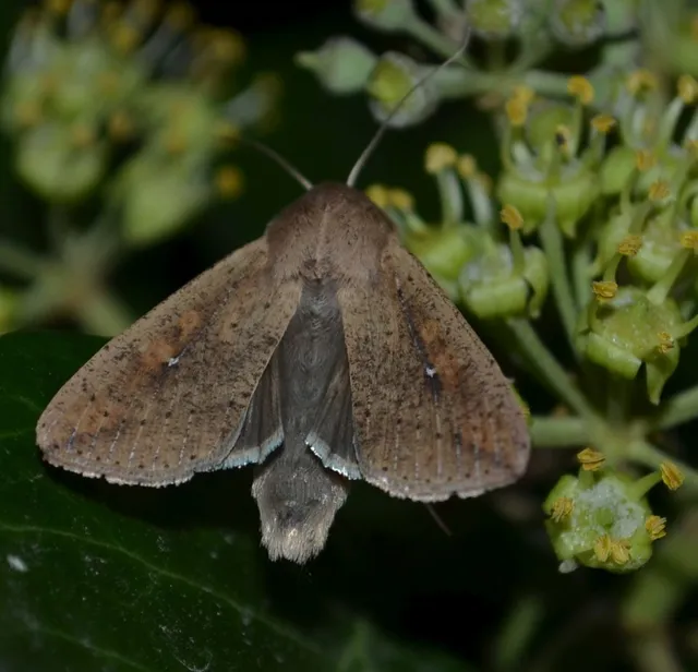 Mythimna unipuncta - hordabagoly