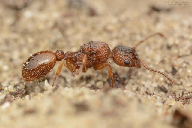 Myrmica sabuleti - gyakori bütyköshangya