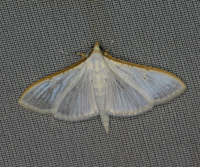 Palpita vitrealis - hófehér tűzmoly
