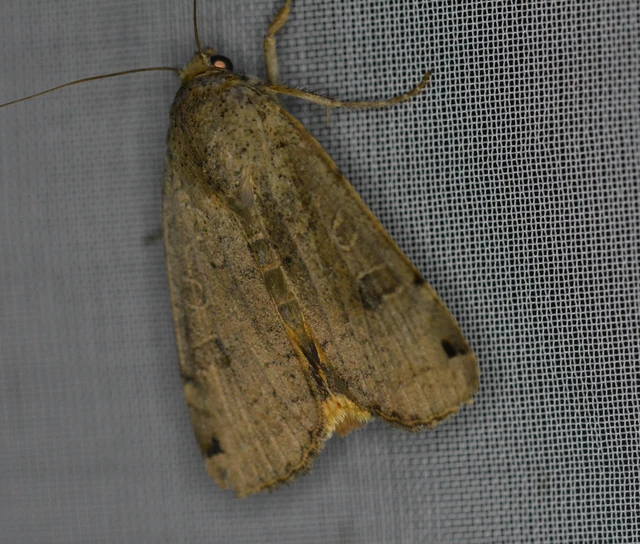 Noctua orbona - foltos sárgafűbagoly