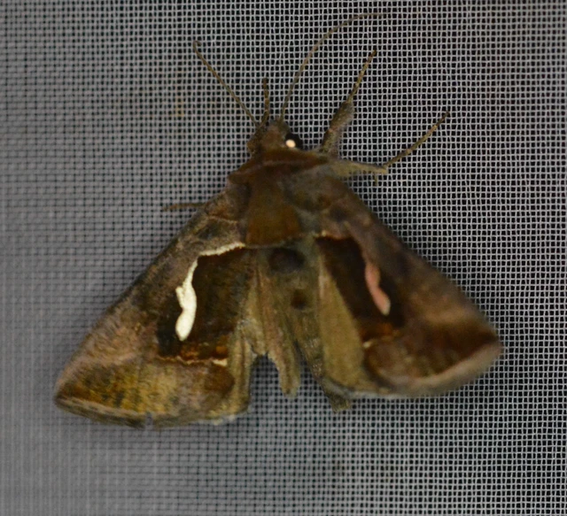 Macdunnoughia confusa - cseppfoltos ezüstbagoly