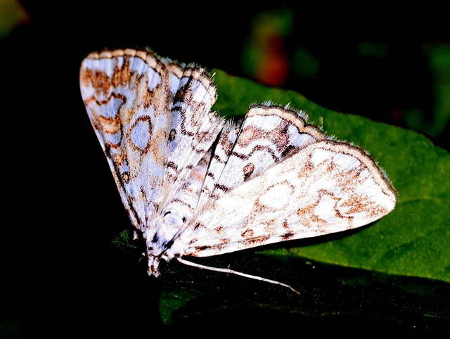 Elophila nymphaeata - tarka vízimoly