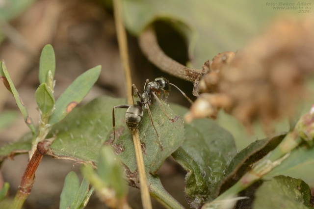 Formica fusca - kormos rabszolgahangya