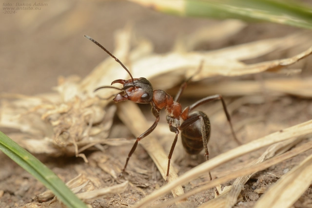 Formica rufa - erdei vöröshangya