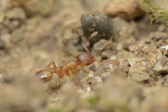 Temnothorax crassispinus - gubacslakó kéreghangya