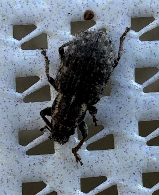 Sitona hispidulus - szőrös csipkézőbogár