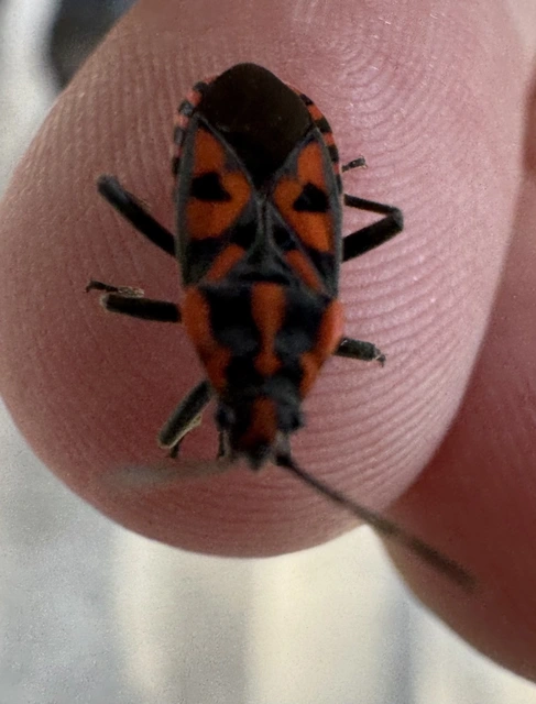 Spilostethus saxatilis - virágbodobács