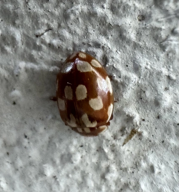 Myrrha octodecimguttata - tizennyolccseppes füsskata
