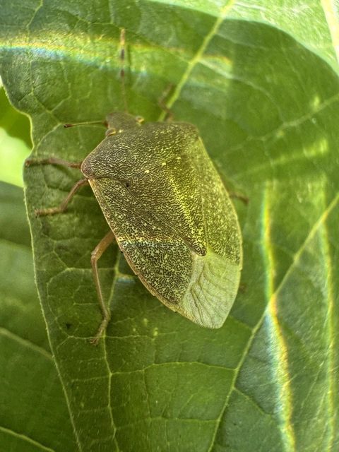 Nezara viridula - zöld vándorpoloska