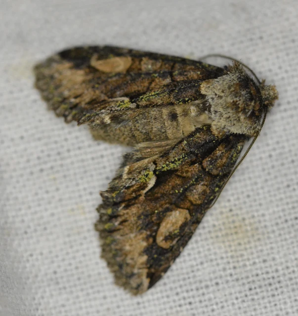 Allophyes oxyacanthae - galagonyabagoly