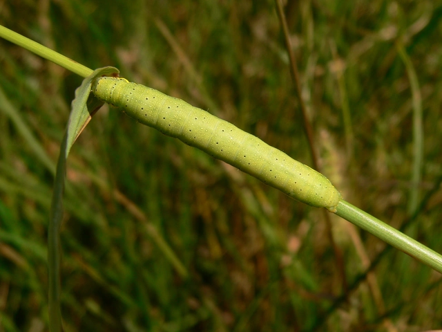 Lacanobia oleracea - saláta-kertibagoly