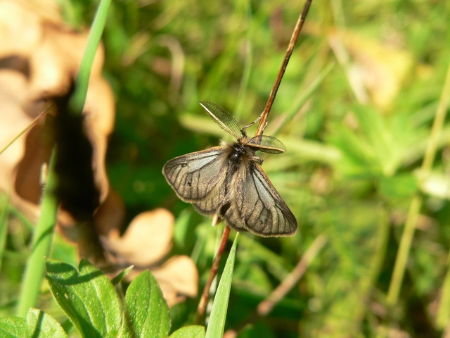 Pentophera morio - réti gyapjaslepke