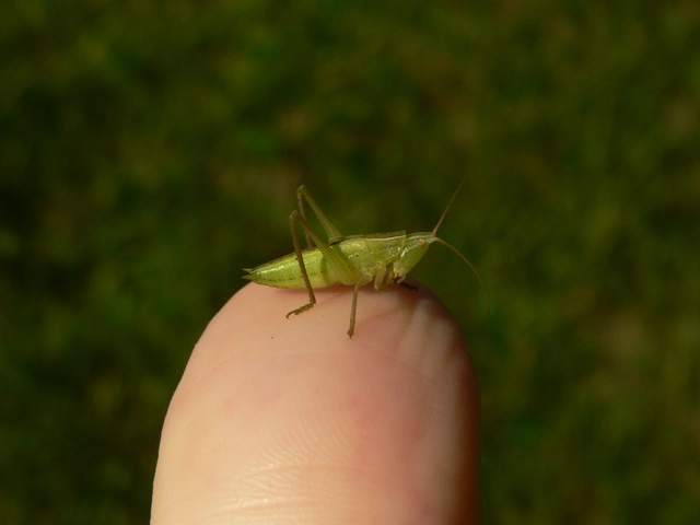 Ruspolia nitidula - nagy kúpfejűszöcske