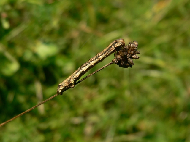 Ectropis crepuscularia - avararaszoló