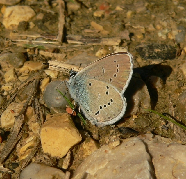 Cyaniris semiargus - aprószemes boglárka