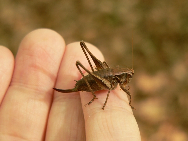 Pholidoptera griseoaptera - szürke avarszöcske