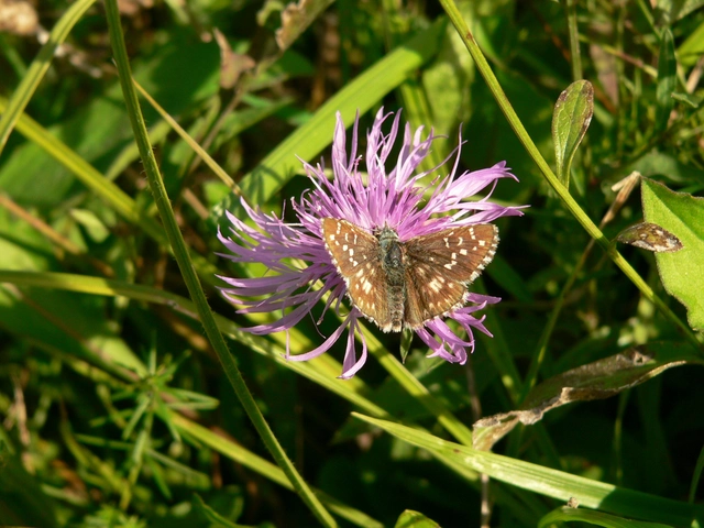 Pyrgus armoricanus - feles busalepke