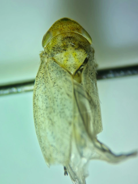 Fieberiella