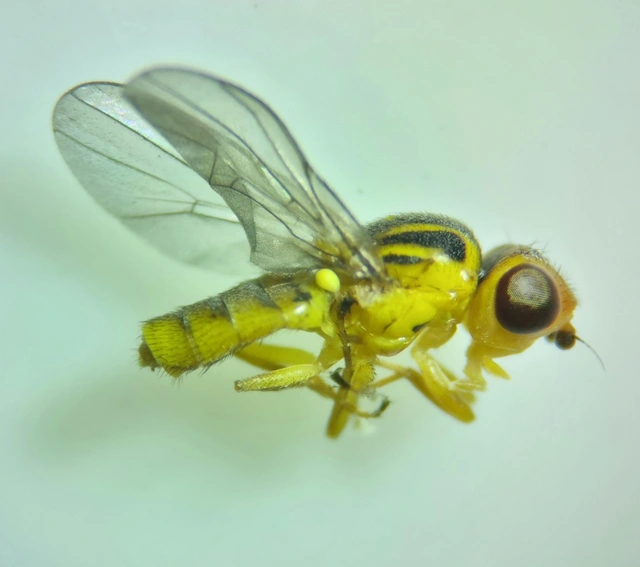 Chlorops