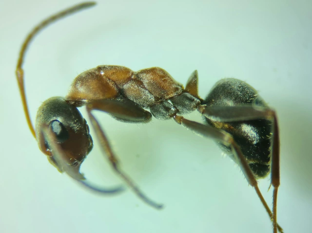 Formica rufibarbis - vörös rabszolgahangya