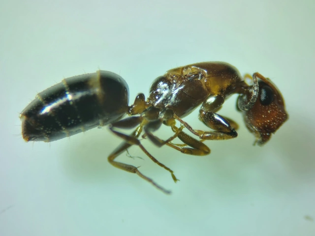 Colobopsis truncata - kapushangya