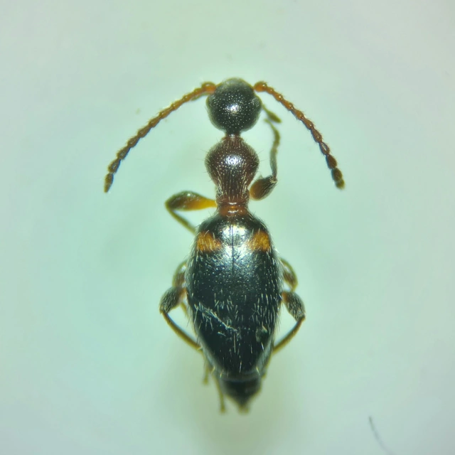 Anthelephila pedestris - hangyaszerű fürgebogár
