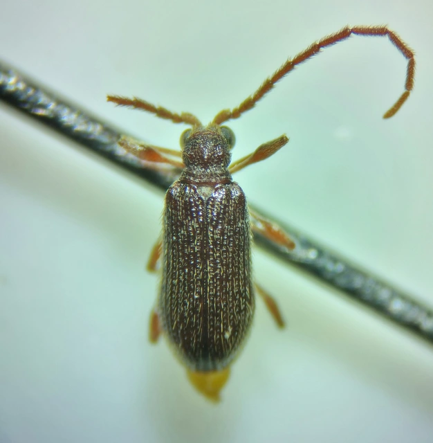 Ptinus subpilosus