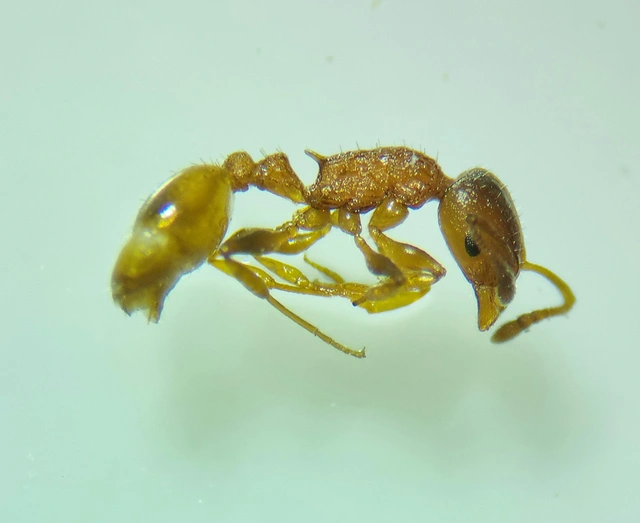 Temnothorax affinis - erdei kéreghangya