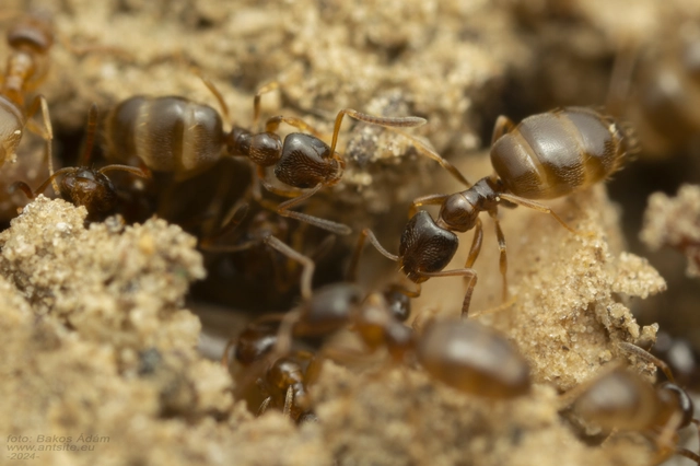 Plagiolepis pygmaea - lapos törpehangya