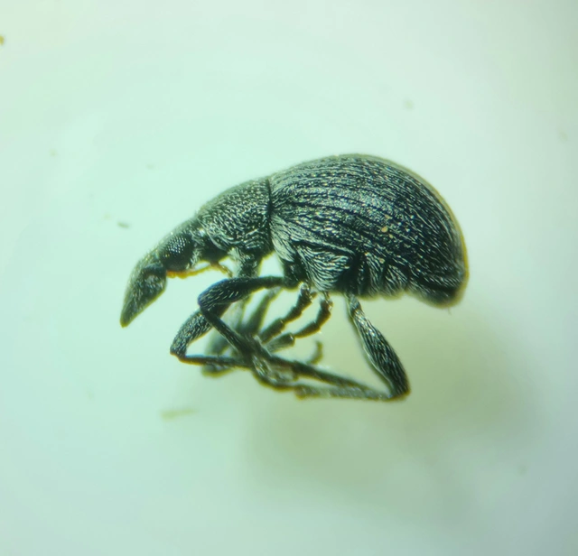 Oxystoma craccae - kaszanyügbükköny-cickányormányos