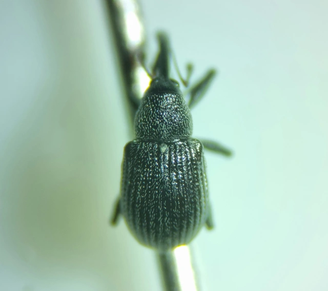 Anthonomus rubi - szamóca-bimbólikasztó Anthonomus rubi - szamóca-bimbólikasztó
