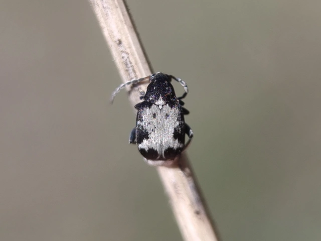 Bruchidius marginalis - szegélyes csüdfűzsizsik Bruchidius marginalis - szegélyes csüdfűzsizsik
