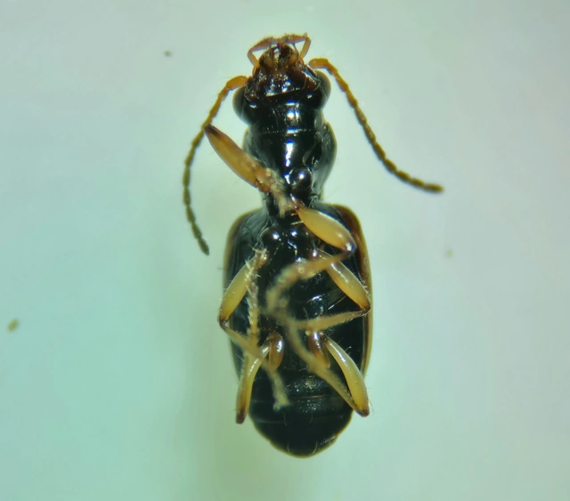Bembidion articulatum - öves gyorsfutó