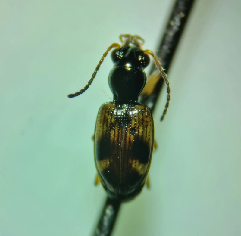 Bembidion articulatum - öves gyorsfutó