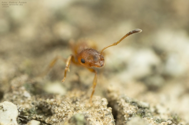 Temnothorax unifasciatus - gyűrűs kéreghangya