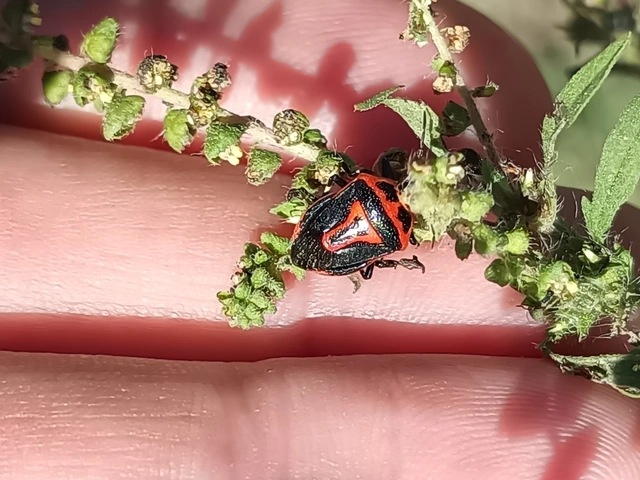 Perillus bioculatus