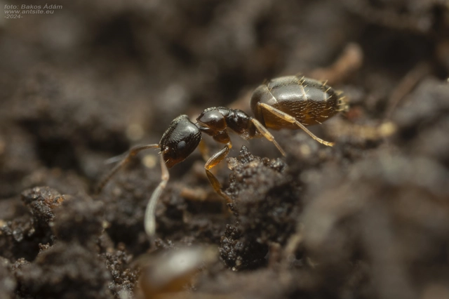 Plagiolepis pygmaea - lapos törpehangya