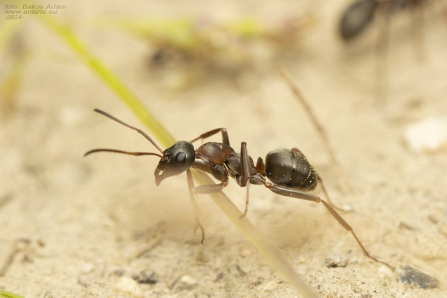 Formica cunicularia - gyakori rabszolgahangya