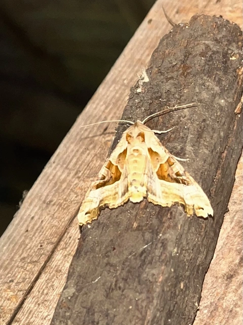 Phlogophora meticulosa - vándorló csipkésbagoly