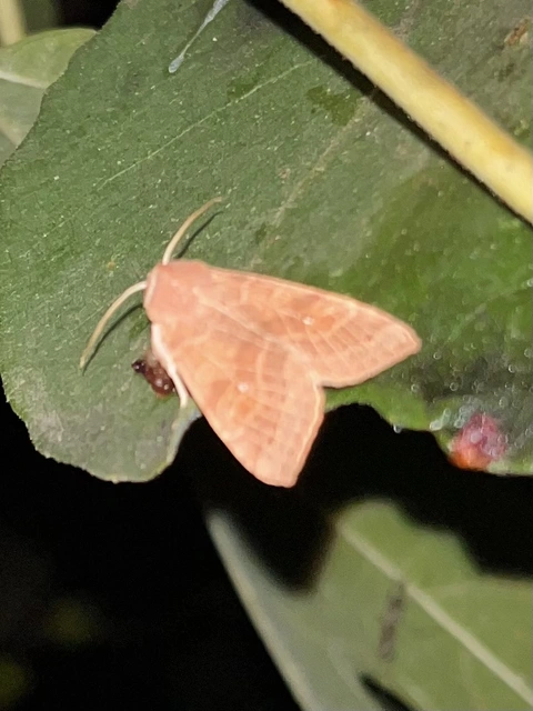 Cirrhia ocellaris - fakó sárgabagoly