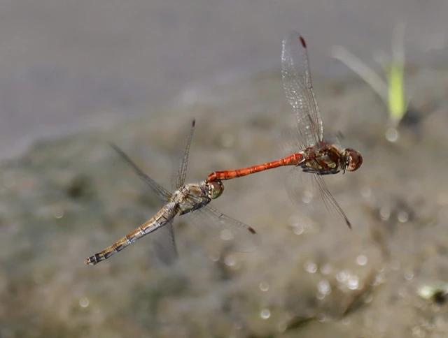 Sympetrum striolatum - harántsávos katona-szitakötő