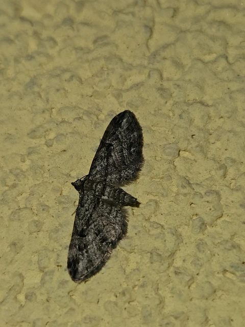 Eupithecia ericeata - feketefenyő-törpearaszoló