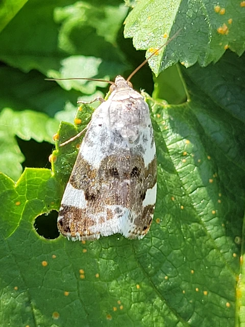 Acontia lucida - fehér nappalibagoly