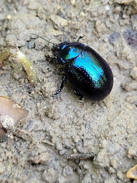 Chrysolina cuprina - pontozott orbáncfűlevelész