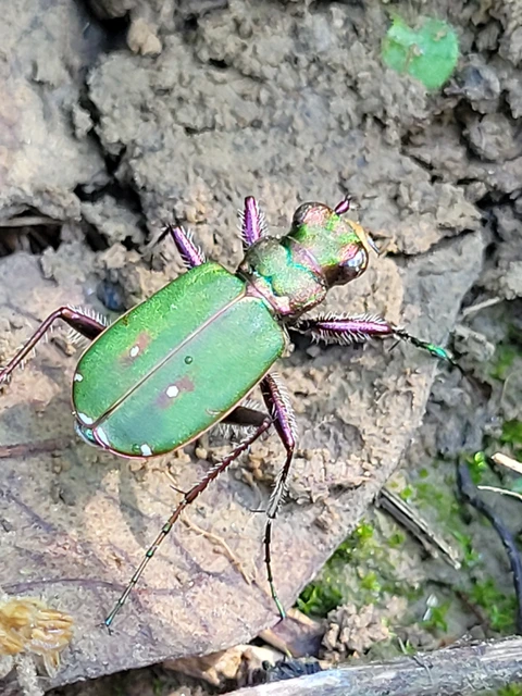 Cicindela campestris - mezei homokfutrinka