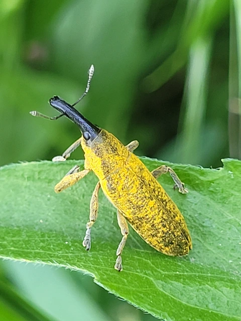 Lixus pulverulentus - mályvafúró dudvabarkó