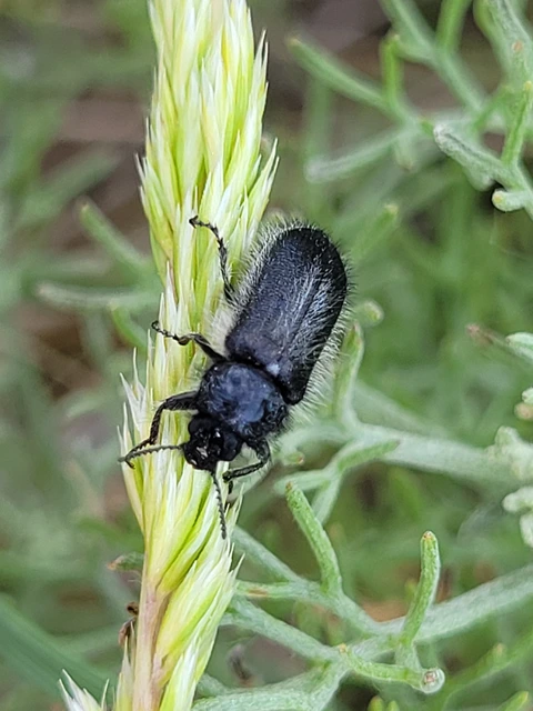 Enicopus pilosus - bundás karimásbogár