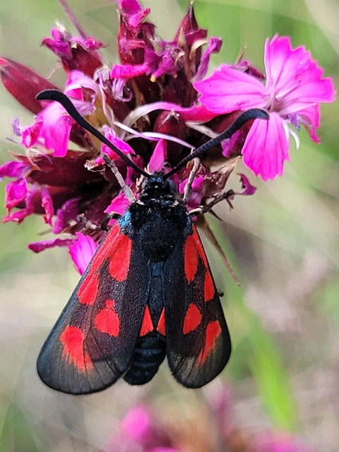Zygaena loti - közönséges csüngőlepke