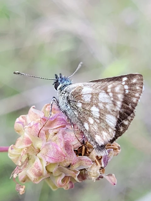 Spialia orbifer - törpe busalepke